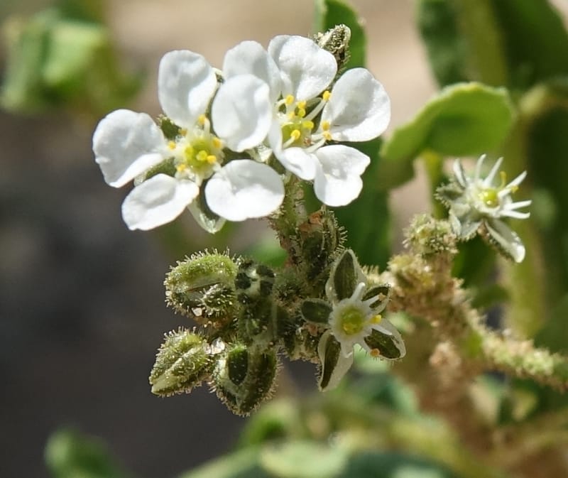 Limeum myosotis, L. Nanyeni 1158--Namibia. B1 to Rehoboth, Frankie Fredricks St. 15 Mar 2018. DSC00565 (463).JPG