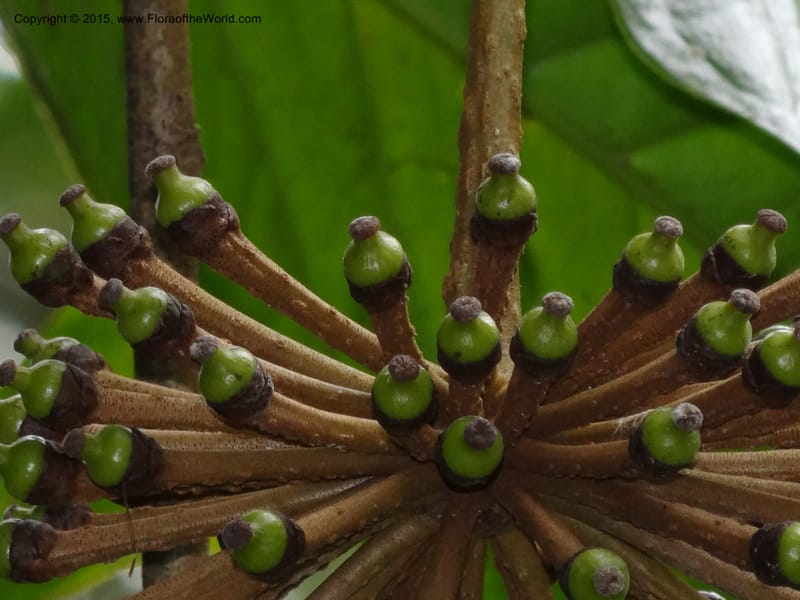Marcgravia roonei, Hammel 26111--Costa Rica. Ranchos Tinamu. 3 Mar 2012. DSC03666 (61).JPG