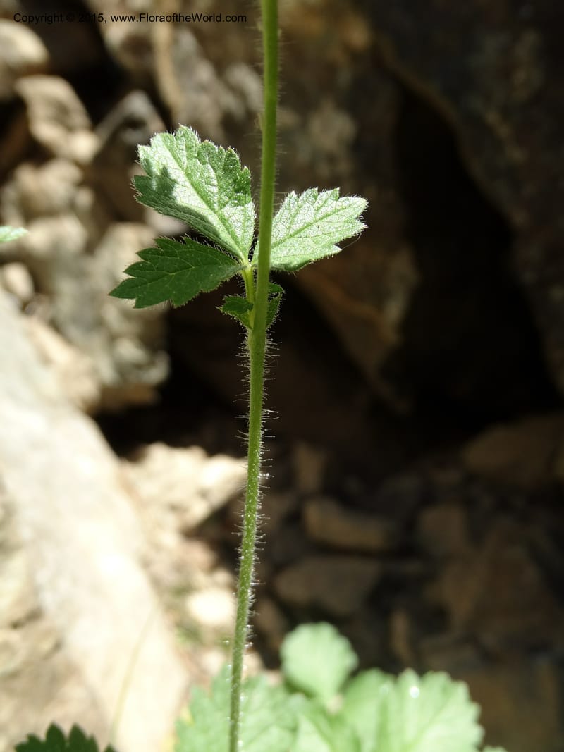 Drymocallis pseudorupestris, Davidson, C 12863--ID. Idaho Co. Seven Devils Mtns. 20 Jul 2015. DSC07745 (41).JPG