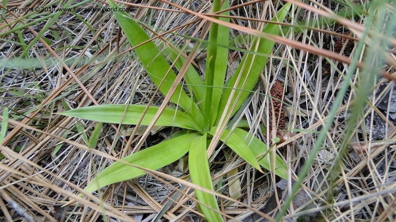 Aletris farinosa, C. Davidson 11748--North Carolina. Brunswick Co. Green Swamp. 21 May 2010. 362 (94).jpg