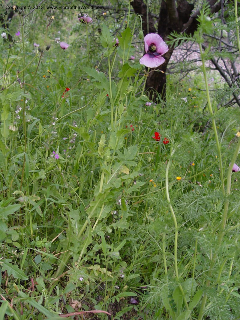 Papaver somniferum--Spain. Gran.Prv. 10 km S Jct. Albondon-Albunol, C333. 1 (21).jpg