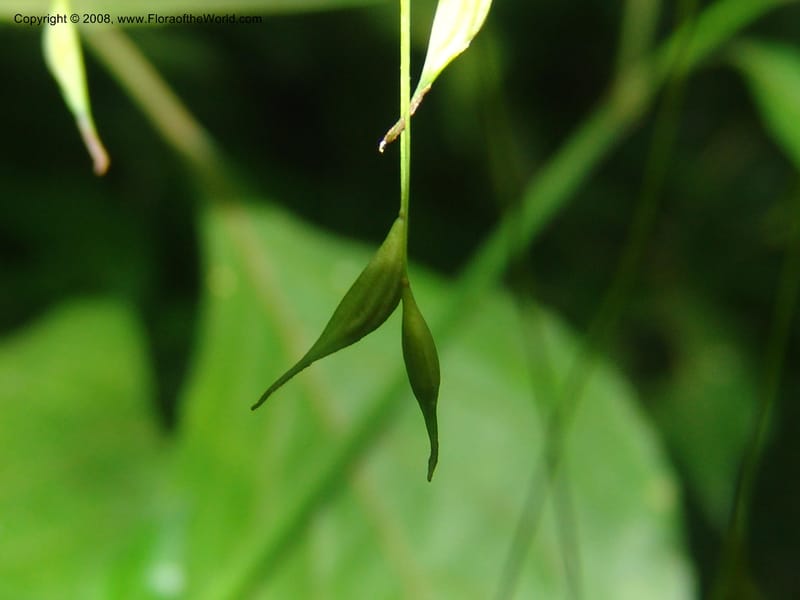 Thalictrum rhynchocarpum--So.Africa. Mpumal. Moodie Mts.  18 Mch 05. 011.jpg