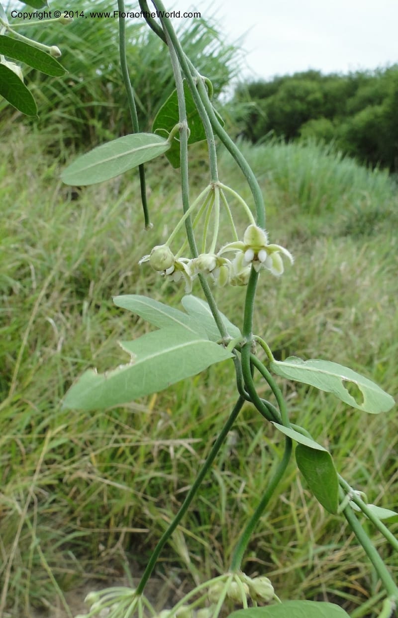 Funastrum clausum, Stevens, W.D. 31011, Transchaco, 13 Mar 2011 1156 (22).JPG
