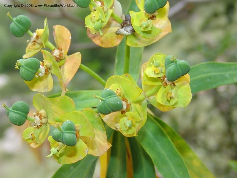 Euphorbia dendroides--Crete. Ep. Kisamos. Sirikari Gorge. 25 May 05. 224.jpg
