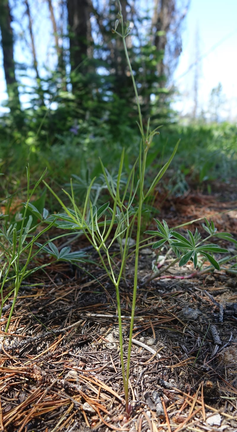 Lomatium idahoense, C. Davidson 13706--ID. Idaho Co. Road to Smith Knob L.O. 11 July 2017. DSC03081 (188).JPG