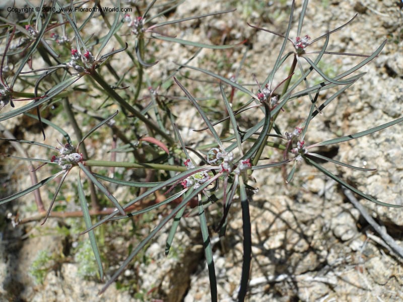 Euphorbia eriantha, C. Davidson 11664--California. Riverside Co. 1 April 2010. 309 (3).jpg