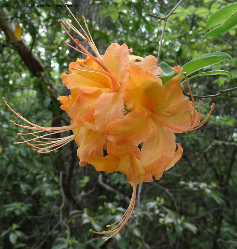 Rhododendron calendulaceum, Davidson, C 12949--North Carolina. Trans. Co. Yellow Gap Rd. Pink Beds. 11 May 2015. DSC03958 (4).JPG