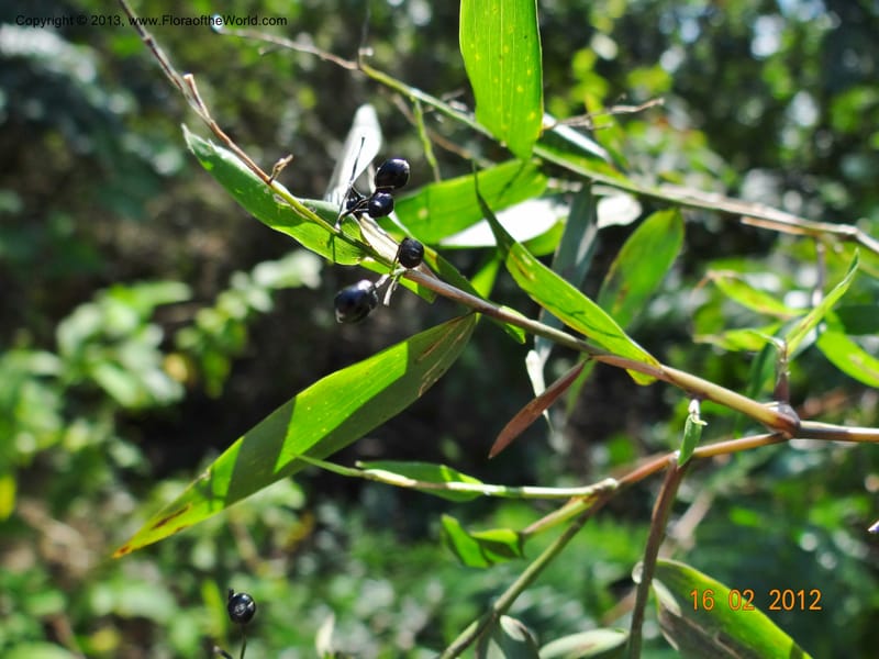 Lasiacis sp. unk., Martinez-Melendez, M 405--Mexico, Chiapas, Palenque 16 Feb 2012  2943 (4).JPG