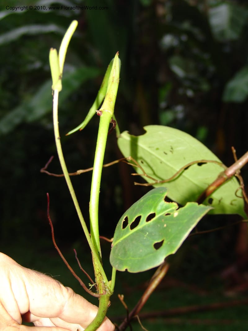 Anthurium bernardii, Croat 95946--Ecuador. Edo. Pichincha. Bosque Nublado Sta. Lucia. 14 Mar 06. 428 (1).jpg