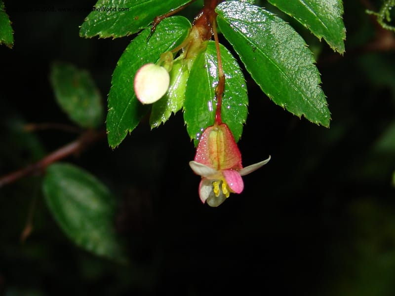 Begonia foliosa, Croat94639--Ecuador. Prov. Pichincha. Nono-Tandayapa. 14 Feb 05. 301.jpg
