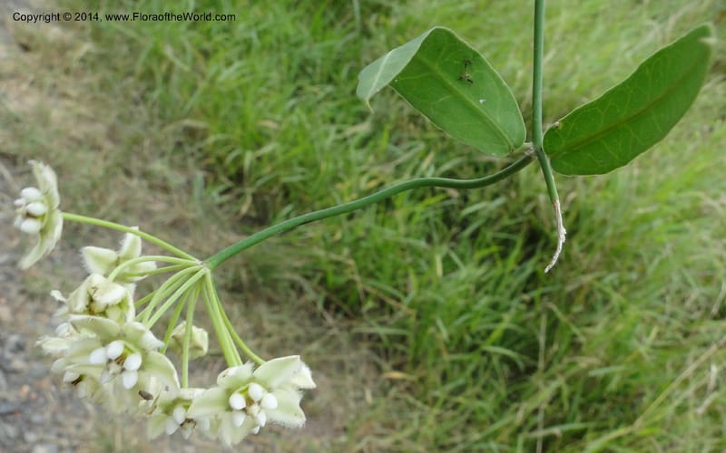 Funastrum clausum, Stevens, W.D. 31011, Transchaco, 13 Mar 2011 1156 (15).JPG