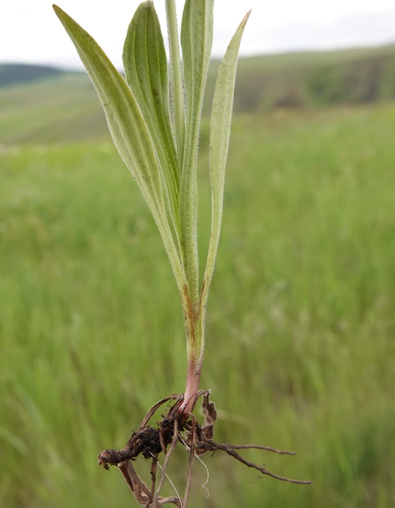Arnica sororia, C. Davidson 13758--Oregon. Wallowa Co. Zumwalt.Trail Cr. Rd. 4 Jun 2018. DSC04078 (287).JPG