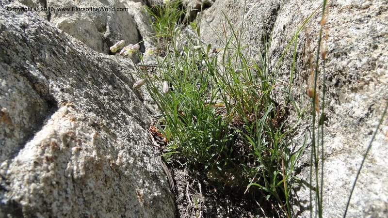Silene repens, C. Davidson 11766--ID. Idaho Co. Josephine Lk Rd . 27 July 2010. 001 (61).jpg