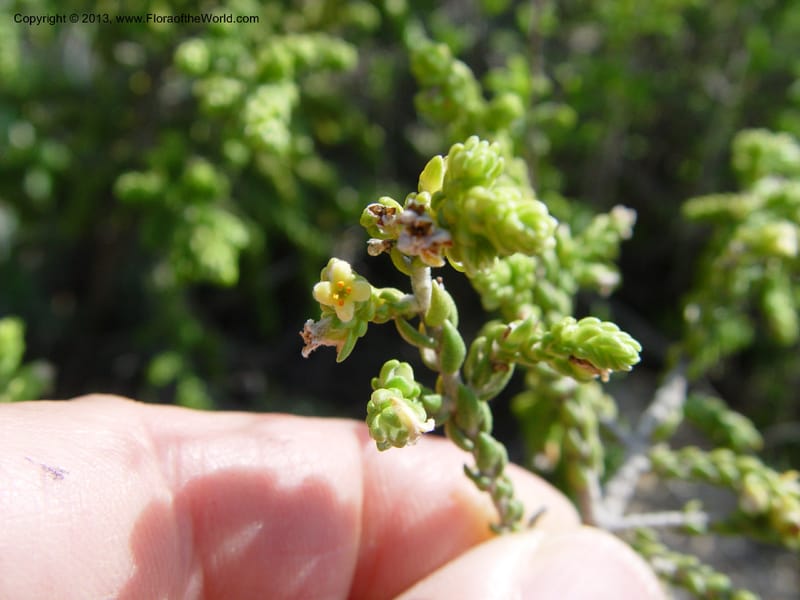 Thymelaea hirsuta--Spain. Andalucia. On C333, ca. 5 km E of Orgiva. 14 Ap (159).jpg