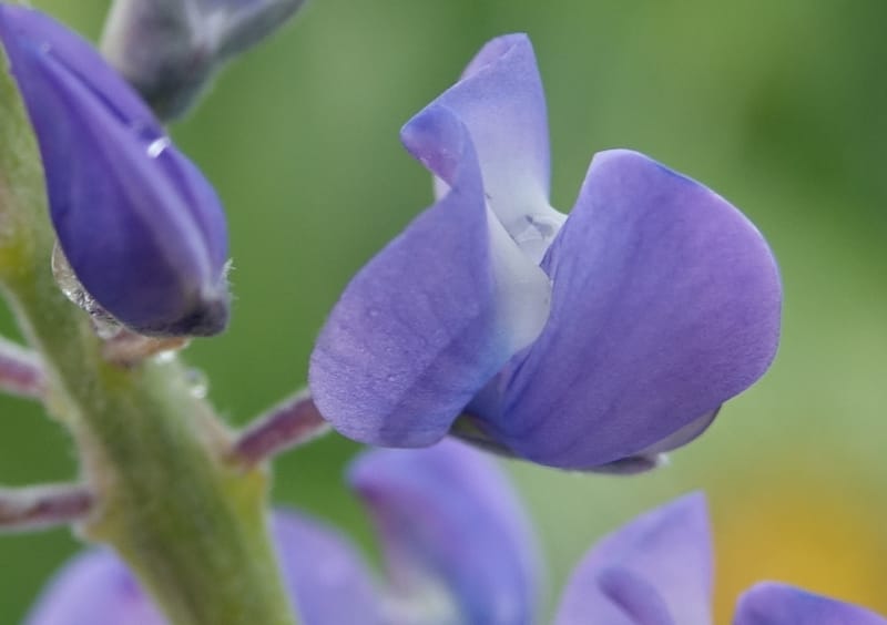 Lupinus argenteus, C. Davidson 13628--ID. Fremont Co. Flat Ranch Preserve (TNC). 16 Jun 2017. DSC01715 (95).JPG