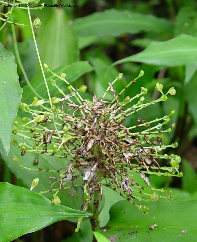 Aneilema beniniense--Cameroon. Limbe Botanic Garden. 4 De~F0F.jpg