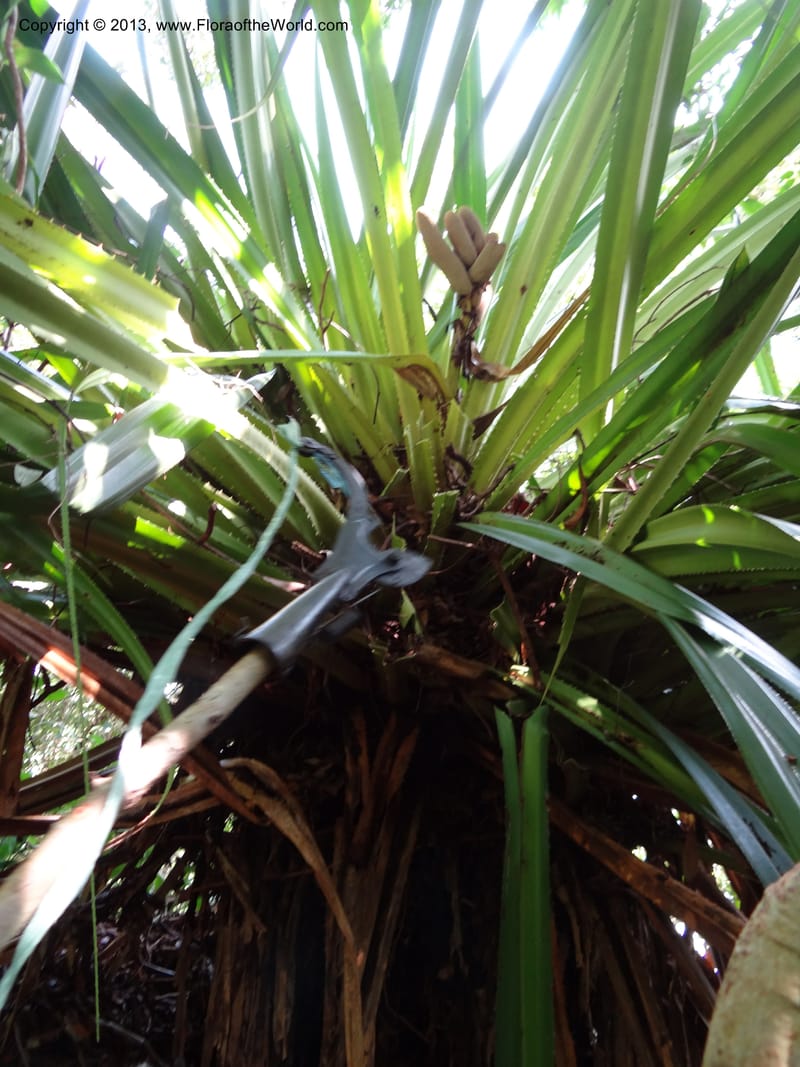 Pandanus epiphyticus, Callmander 1014--Malaysia, Sarawak. Bako Nat. Park. Paku Trail. DSC06071 (84).JPG