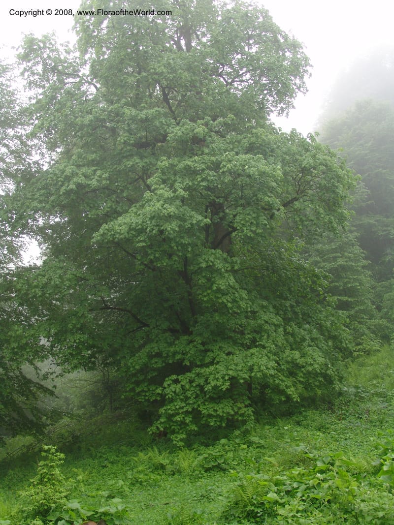 Acer platanoides--Georgia. 2 km S of Bakuriani, rd to Khrats'koros. 6 Jun 05. 086.jpg