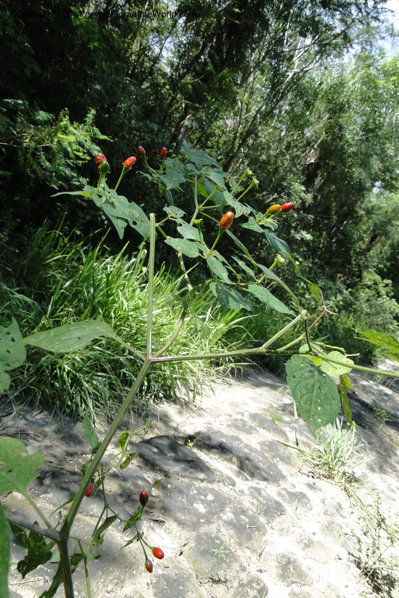 Capsicum, W. D. Stevens 31295--Paraguay. Edo. Concepcion. Garay Cue. 21 Mar 2011. 121 (12).jpg