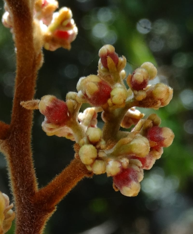 Cryptocarya turrilliana, Lowry, P 7352--Fiji. Nabouwalu Rd. 5 Nov 2015. DSC09606 (23).JPG