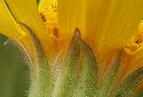 Arnica sororia, C. Davidson 13758--Oregon. Wallowa Co. Zumwalt.Trail Cr. Rd. 4 Jun 2018. DSC04078 (284).JPG