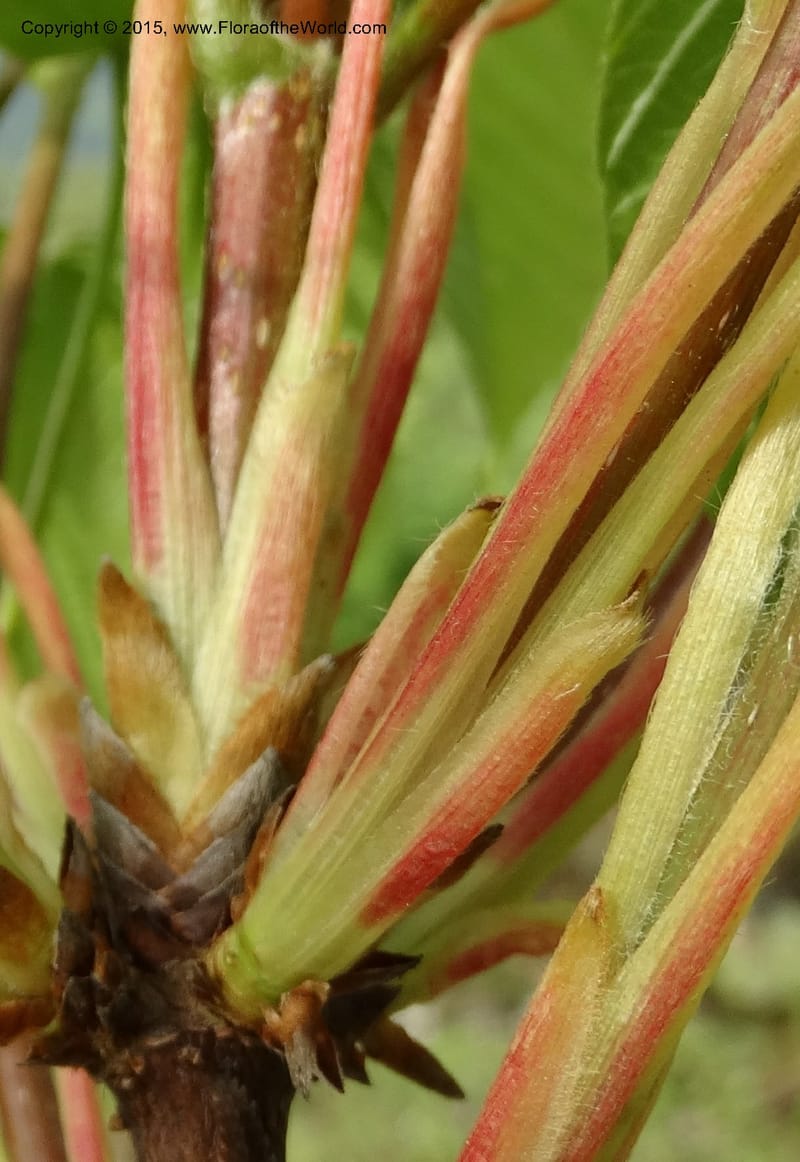 Acer, Boufford, D 43670--China. Sichuan. GuoBaYan, HanBaiYu Shan. 12 May 2014. DSC05373 (220).JPG