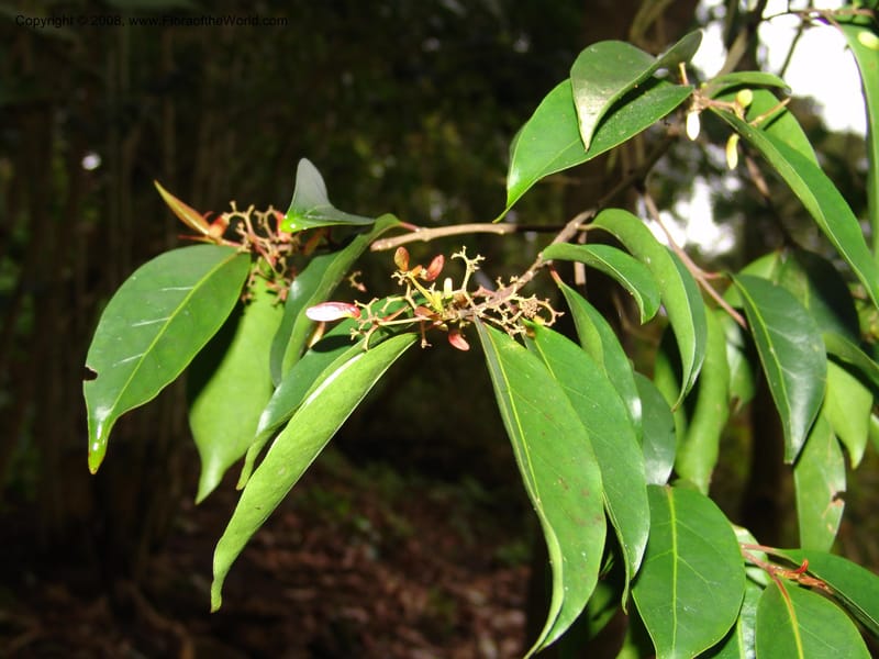 Zinowiewia matudai--CA. San Francisco Botanical Garden (Strybing Arb.). 30 Mch 06. 207.jpg