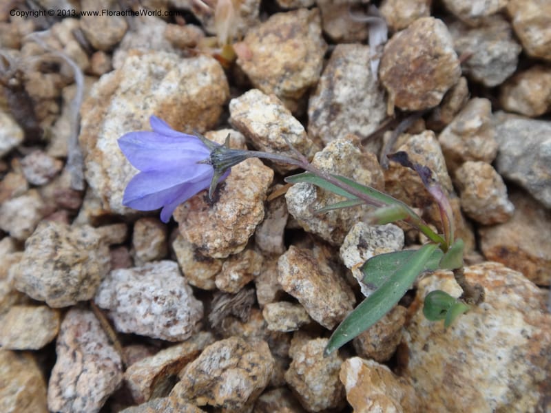 Campanula, Davidson, C #12084--ID, Valley Co., Elk Summit, 7 Aug 2012 DSC00699 (3).JPG