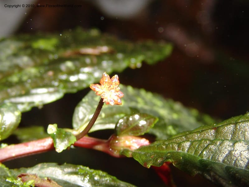 Pilea centradenioides, Croat 96284--Ecuador. Prov. Pichincha. La Union-Chiriboga-Quito. 22 Mar 06. 082 (4).jpg
