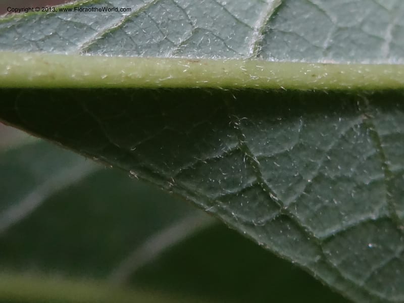 Lindera chienii, Davidson, C 11955--China. Zhejiang Priv. Tian Mu Shan. 31 May 2012. DSC00927 (162).JPG