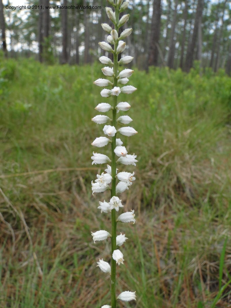 Aletris farinosa, Davidson, C 11748, USA, North Carolina, Brunswick County, Green Swamp off Hwy 211, W of Wilmington, 22 May 2010 (6).JPG
