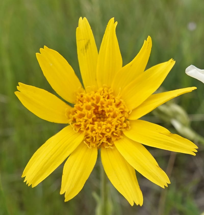 Arnica sororia, C. Davidson 13758--Oregon. Wallowa Co. Zumwalt.Trail Cr. Rd. 4 Jun 2018. DSC04078 (278).JPG
