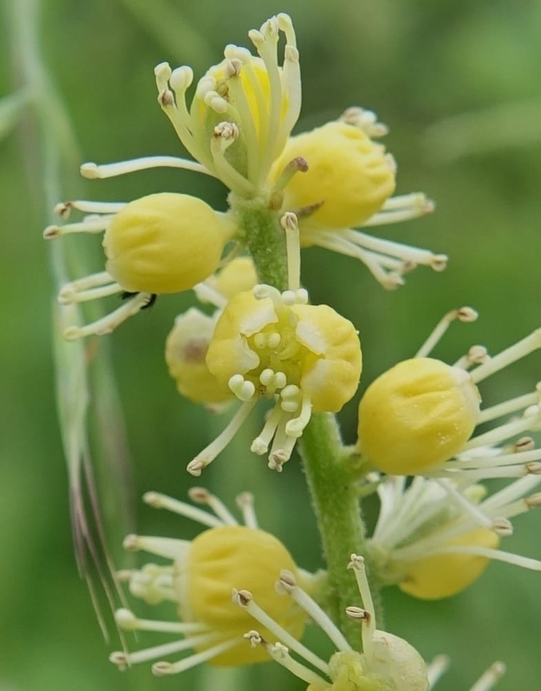 Cimicifuga, C. Davidson 13734--China. Yunnan. Zhongdian Xian. 9 Aug 2017. DSC03874 (217).JPG