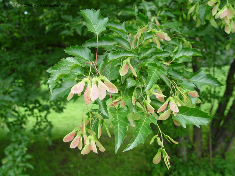 Acer ginnala v. aidzuense, 1852-77-A--MA. Arnold Arboretum.  30 Jun 03.   005.jpg
