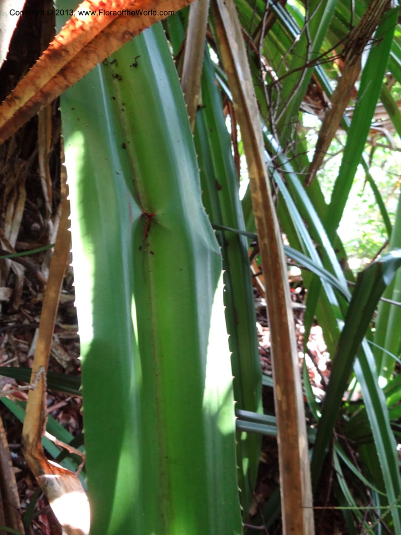 Pandanus epiphyticus, Callmander 1014--Malaysia, Sarawak. Bako Nat. Park. Paku Trail. DSC06071 (78).JPG