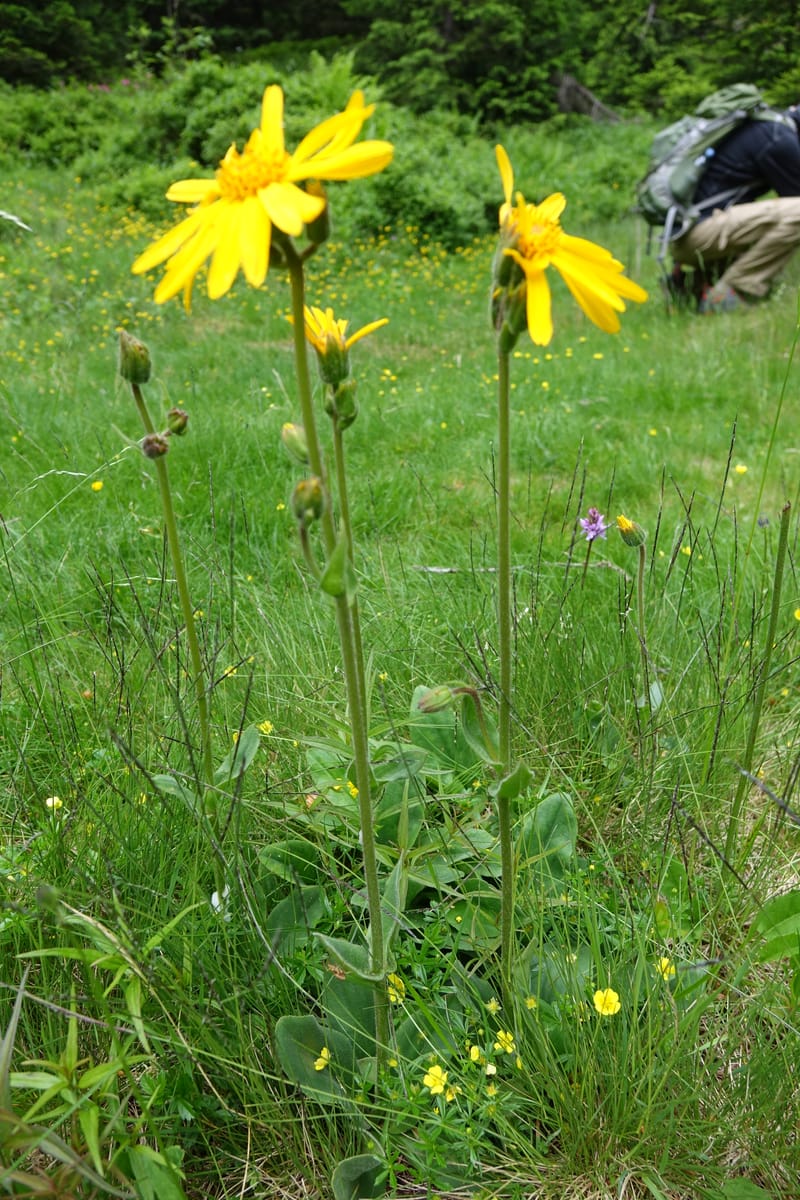 Arnica montana, Callmander, M 1293--Switzerland. Oberwald. Chapel St. Nikolas. 2 Jul 2016. DSC07728 (562).JPG