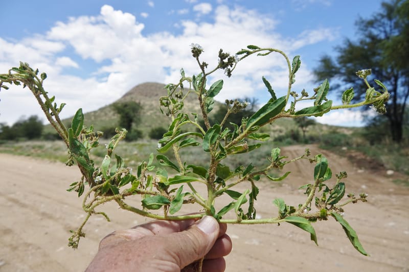 Limeum myosotis, L. Nanyeni 1158--Namibia. B1 to Rehoboth, Frankie Fredricks St. 15 Mar 2018. DSC00565 (443).JPG