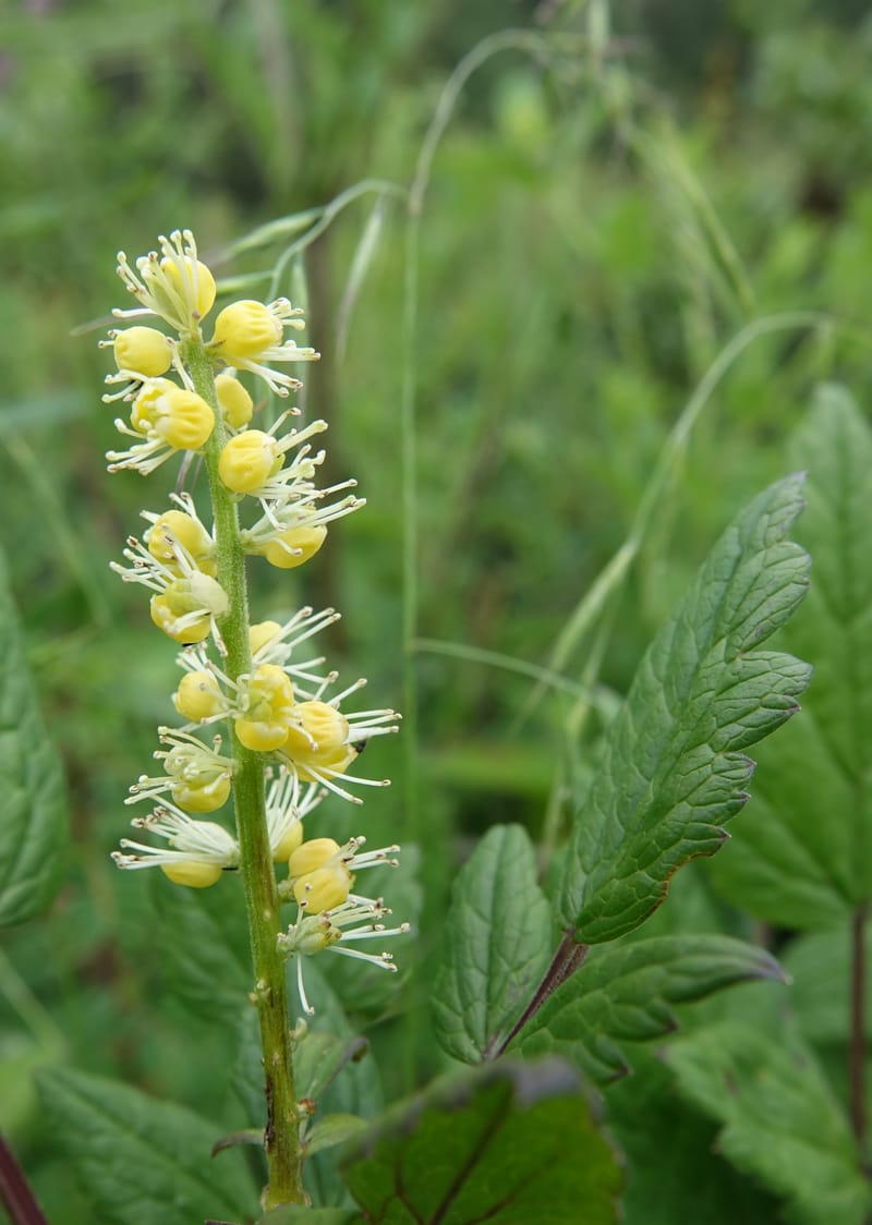 Cimicifuga, C. Davidson 13734--China. Yunnan. Zhongdian Xian. 9 Aug 2017. DSC03874 (215).JPG