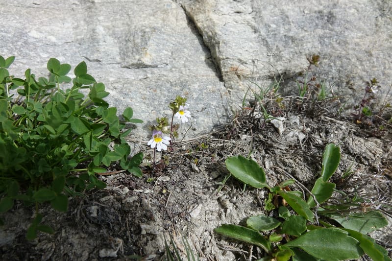 Euphrasia alpina, Not collected--Switzerland. Sass Almagell. Lac Mattmark. 3 Jul 2016. DSC08449 (27).JPG