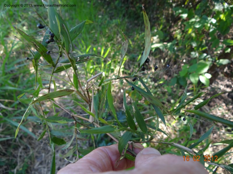 Lasiacis sp. unk., Martinez-Melendez, M 405--Mexico, Chiapas, Palenque 16 Feb 2012  2943 (5).JPG