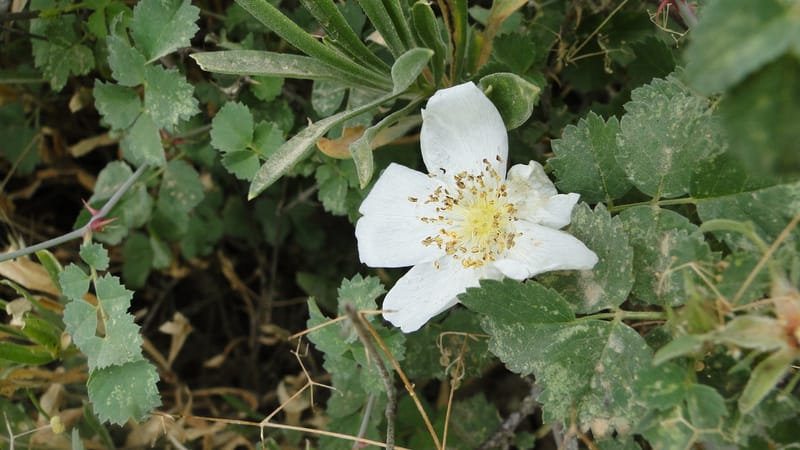 Rosa elymaitica, A. G. Miller 121.3--Iraq. Kurdistan. Shakh-i Pira Magun. 9 June 2010. 272 (2).jpg