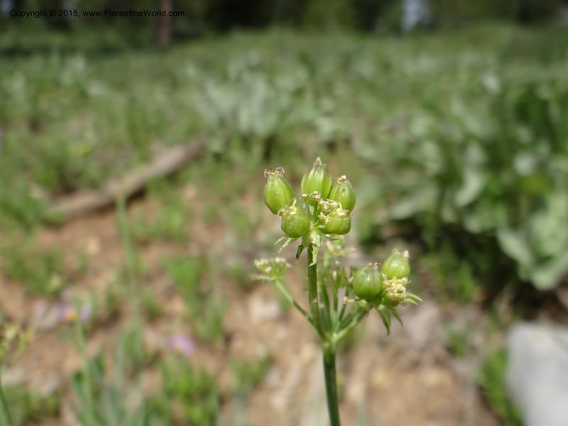 Lomatium graveolens, Mansfield, D 12-598--ID. Bear Lake Co. Mt. Sherman. 13 Jul 2012. DSC03473 (29).JPG