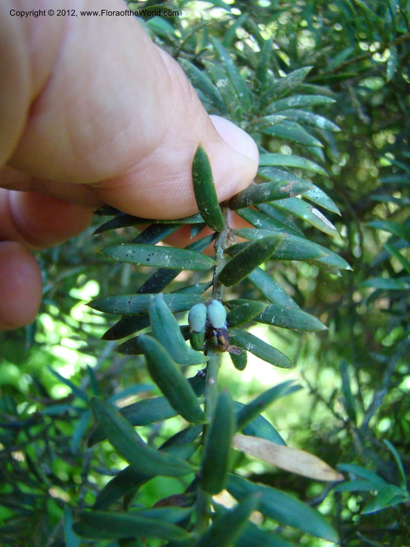 Podocarpus totora, C. Gemmill 646--New Zealand. Waikato Distr. Puke Moke Moke Res. 26 Nov 07. 138 (6).jpg