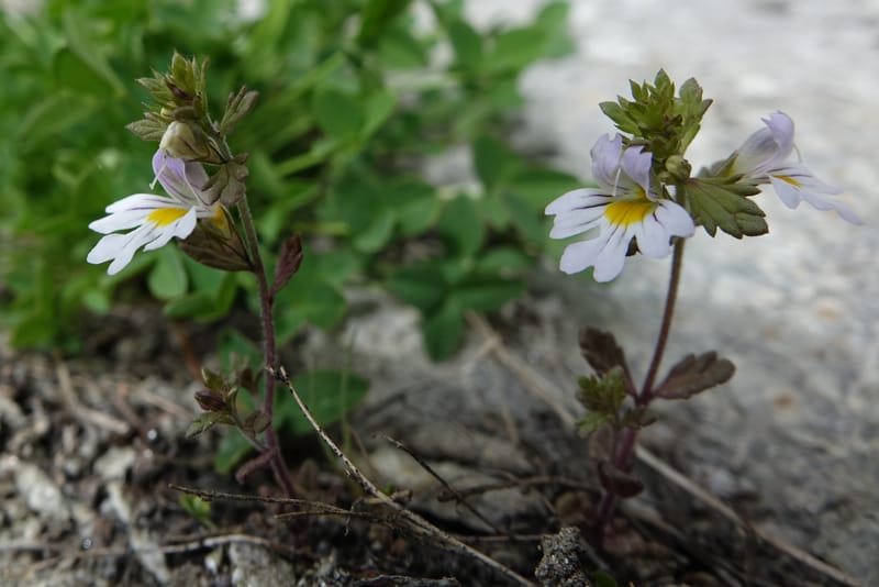 Euphrasia alpina, Not collected--Switzerland. Sass Almagell. Lac Mattmark. 3 Jul 2016. DSC08449 (39).JPG