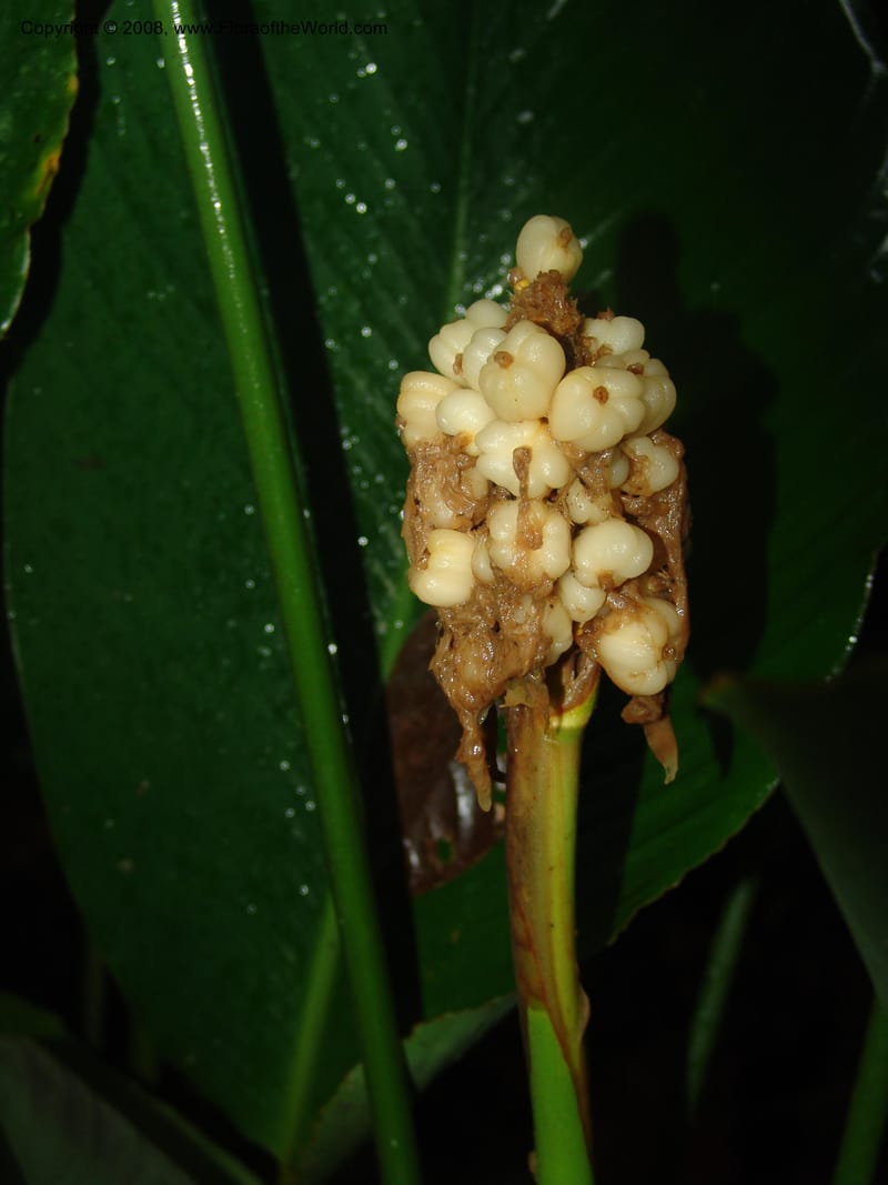 Calathea gymnocarpa--Costa Rica. Prov. Limon. La Selva Biol. Sta. 5 Nov 05. 160.jpg