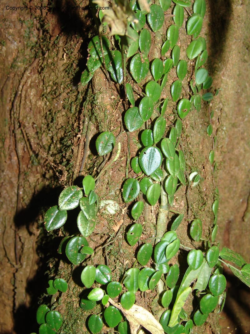 Peperomia, Croat93338--Ecuador. Prov. Los Rios. Cerro Samama, E of Pita. 14 Aug 04. 076.jpg