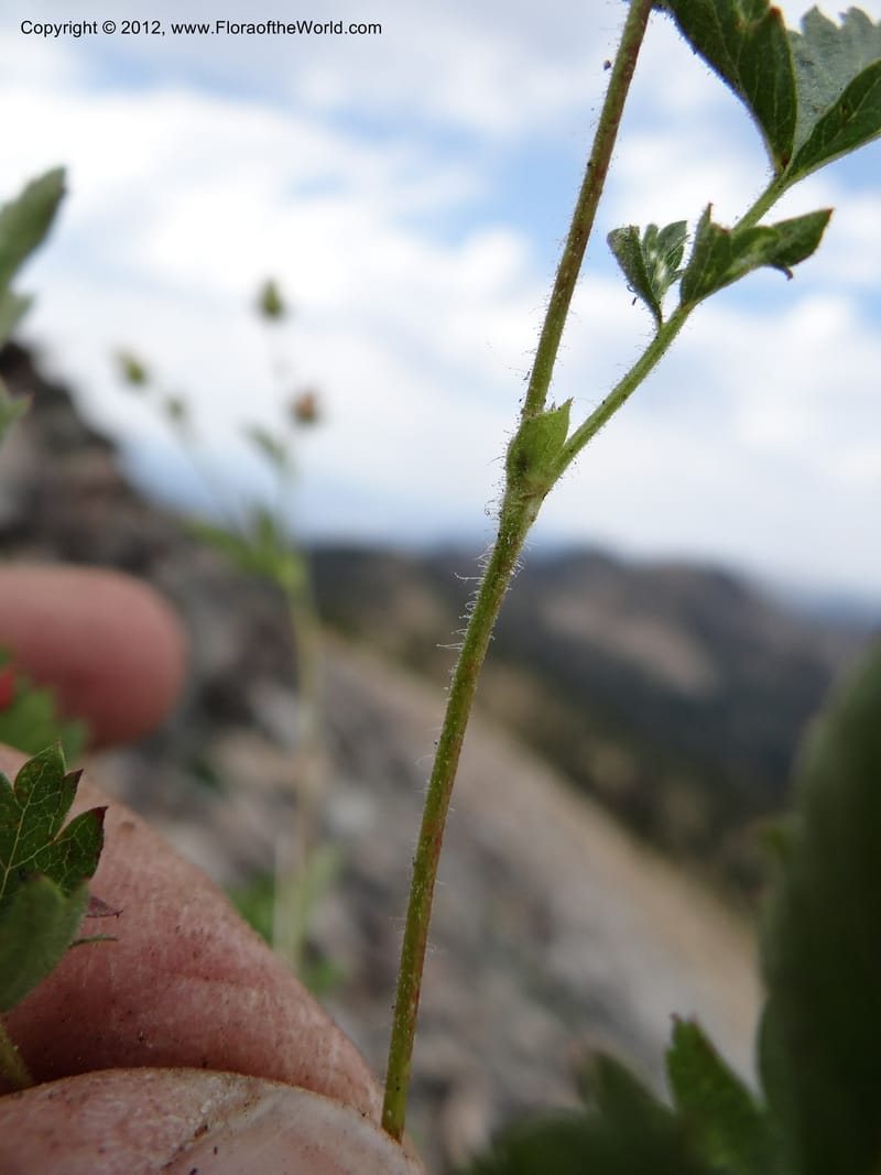 Drymocallis pseudorupestris, Davidson, C 12083--ID. Valley Co. Elk Summit. 7 Aug 2012. DSC04187 (105).JPG