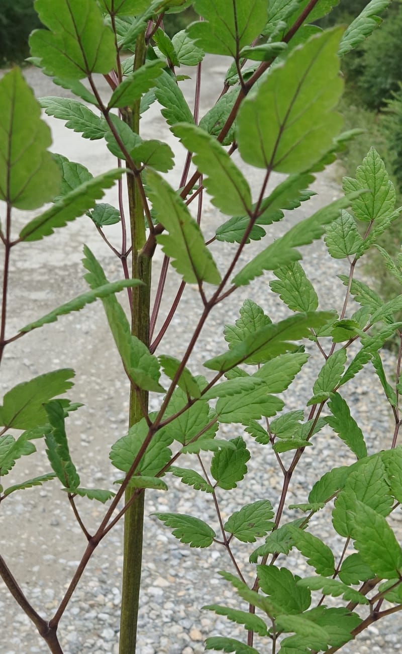 Cimicifuga, C. Davidson 13734--China. Yunnan. Zhongdian Xian. 9 Aug 2017. DSC03874 (223).JPG