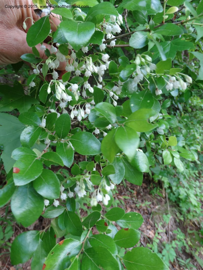 Vaccinium arboreum, Davidson, C 13042--South Carolina. Oconee Co. Tugaloo R. 19 May 2015.  (83).JPG