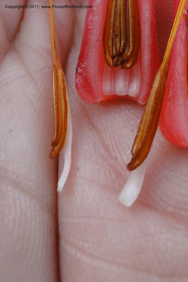 Ceratostema alatum, Ulloa 1999--Ecuador. Napo. Papallacta to Baeza. 1 Jun 2011. 469 (22).jpg